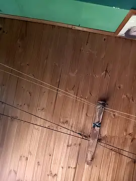 Ridick2025 online show from 11/15/25, 05:20