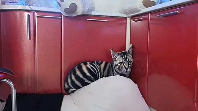 SquirtMilf00 online show from 04/09/26, 03:17