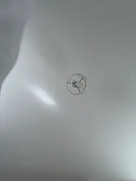 Snapshot of Desire-XOXOX chatting on 09/25/25, 10:41 Desire-XOXOX online show from 09/25/25, 10:41