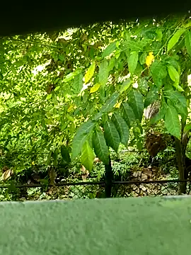 Snapshot of Exoticovergon chatting on 03/12/26, 12:55 Exoticovergon online show from 03/12/26, 12:55