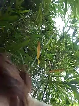 Snapshot of Bianly chatting on 03/14/26, 01:55 Bianly online show from 03/14/26, 01:55