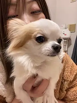 h415a812 online show from 11/20/25, 01:55