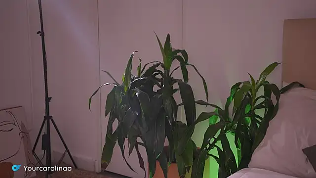 Carolart  online show from 01/06/26, 10:23