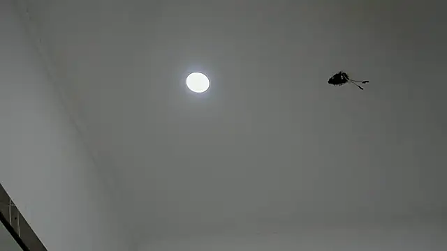 alice  brow online show from 09/27/25, 03:17