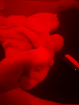 Snapshot of 2Tight2Handle chatting on 10/20/25, 02:17 2Tight2Handle online show from 10/20/25, 02:17