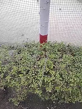 Snapshot of monty935 chatting on 12/04/25, 11:41 monty935 online show from 12/04/25, 11:41