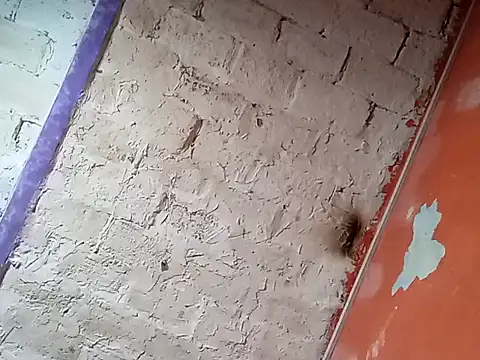 Snapshot of Hay-Viene-El-Huyy chatting on 09/16/25, 11:55 Hay-Viene-El-Huyy online show from 09/16/25, 11:55