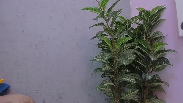 scarlett646 online show from 11/29/25, 03:09