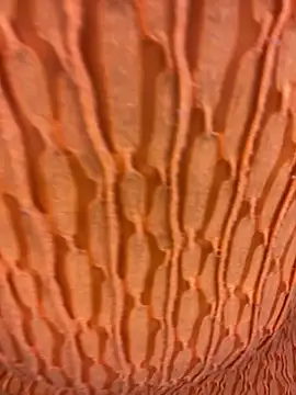 Ebony Warlock  online show from 11/15/25, 10:01