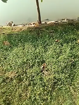 king godgm online show from 12/21/25, 04:08