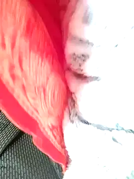 Hut rotu cute online show from 01/12/26, 01:27