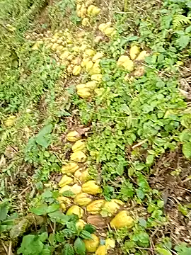 hera-00 online show from 01/13/26, 02:50