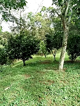 AlphaAlterX online show from 01/15/26, 02:43