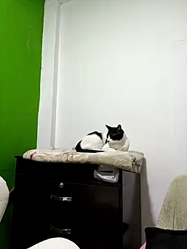 Snapshot of kate_rosse02 chatting on 02/11/26, 08:41 kate rosse02 online show from 02/11/26, 08:41