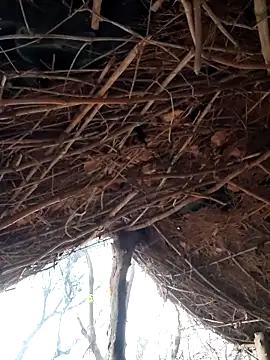 Snapshot of Janvi_Jaitly chatting on 12/05/25, 01:25 Janvi Jaitly online show from 12/05/25, 01:25