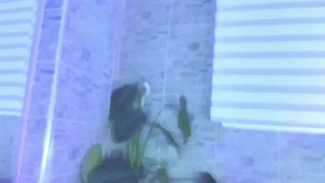 SophiaBloss online show from 11/22/25, 12:26