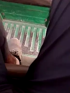 Snapshot of haryanaboypanipat12 chatting on 04/17/26, 12:52 haryanaboypanipat12 online show from 04/17/26, 12:52