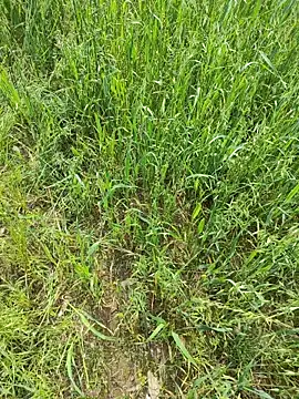 Snapshot of karandeep_Bhagat chatting on 04/19/26, 05:07 karandeep Bhagat online show from 04/19/26, 05:07