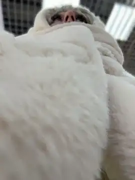 Snapshot of RonnieKiss chatting on 04/11/26, 09:02 RonnieKiss online show from 04/11/26, 09:02