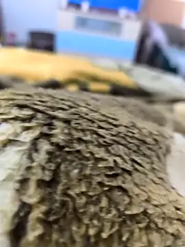 sebas sexo goloso online show from 11/14/25, 08:13