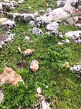 Snapshot of Sert_erkek21_ysm chatting on 03/26/26, 01:17 Sert erkek21 ysm online show from 03/26/26, 01:17