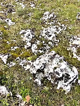 Snapshot of Sert_erkek21_ysm chatting on 03/30/26, 01:12 Sert erkek21 ysm online show from 03/30/26, 01:12