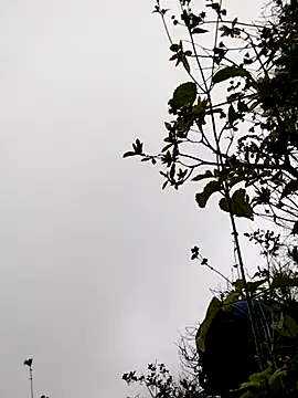 Snapshot of sumaybae chatting on 11/05/25, 03:17 sumaybae online show from 11/05/25, 03:17