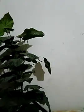 Jessica-03 online show from 03/04/26, 04:57