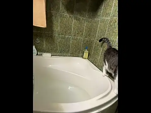 Snapshot of COBRAboySEX@xh chatting on 02/08/26, 08:51 COBRAboySEXxh online show from 02/08/26, 08:51