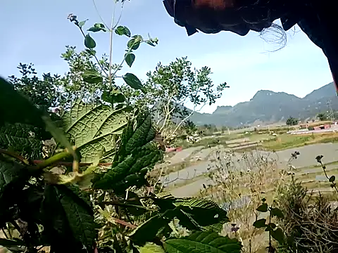 nui-show online show from 11/07/25, 03:50