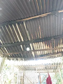 Snapshot of Squirrel-Pear chatting on 11/20/25, 03:50 Squirrel-Pear online show from 11/20/25, 03:50