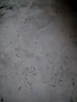 rickkis2k online show from 01/15/26, 09:40