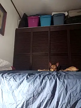 Snapshot of elargon_dawn chatting on 11/20/25, 03:50 elargon dawn online show from 11/20/25, 03:50