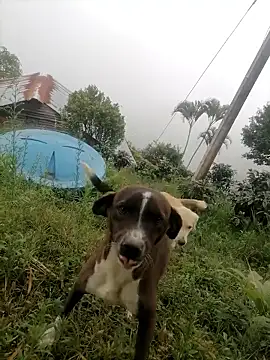 Ckinetor online show from 01/11/26, 05:29