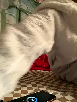 Yes-Baby-A online show from 01/06/26, 09:07