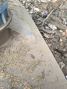 Playboy pune  online show from 11/26/25, 09:10