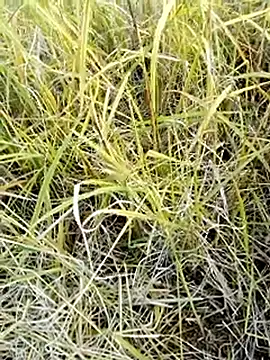 Snapshot of beba1100 chatting on 11/25/25, 08:36 beba1100 online show from 11/25/25, 08:36