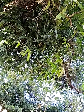 Snapshot of Avejkhan1630 chatting on 12/14/25, 04:29 Avejkhan1630 online show from 12/14/25, 04:29