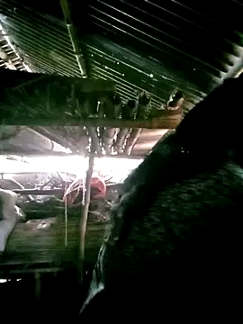 porimoi 505 online show from 12/15/25, 07:34