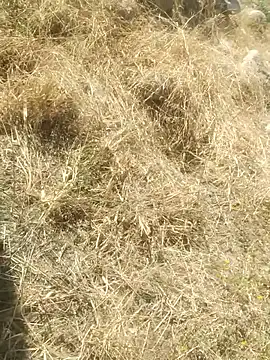 Snapshot of DanielGr27 chatting on 12/20/25, 07:10 DanielGr27 online show from 12/20/25, 07:10