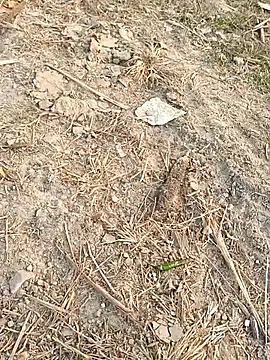 sexloverg7 online show from 12/15/25, 10:41