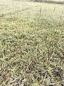 Snapshot of Sheela_Sex90 chatting on 04/06/26, 03:59 Sheela Sex90 online show from 04/06/26, 03:59