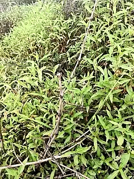 Snapshot of Sheela_Sex90 chatting on 04/16/26, 04:02 Sheela Sex90 online show from 04/16/26, 04:02