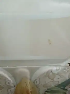 Snapshot of Pagelboy_089 chatting on 03/19/26, 03:05 Pagelboy 089 online show from 03/19/26, 03:05