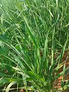 Kirti sexy online show from 01/15/26, 09:25