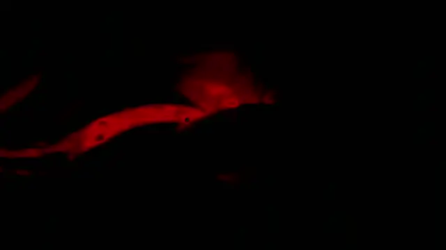 twink gabrielll online show from 01/12/26, 02:28