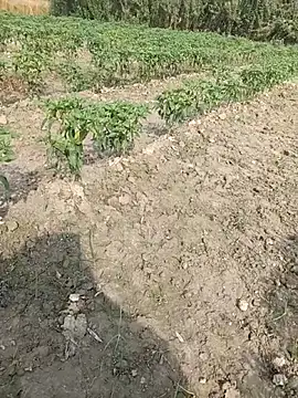 Snapshot of Shivanisingh4 chatting on 03/29/26, 03:17 Shivanisingh4 online show from 03/29/26, 03:17