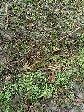 Snapshot of Shivanisingh4 chatting on 03/30/26, 02:01 Shivanisingh4 online show from 03/30/26, 02:01