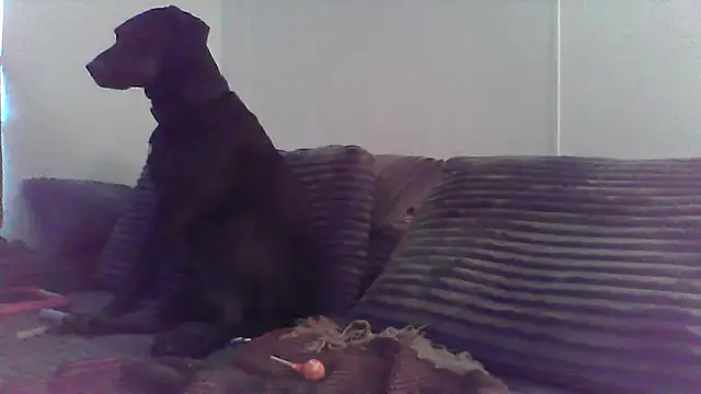 HungandHynotic online show from 03/03/26, 01:01