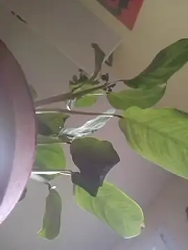 Snapshot of NickoHetero chatting on 01/17/26, 02:44 NickoHetero online show from 01/17/26, 02:44